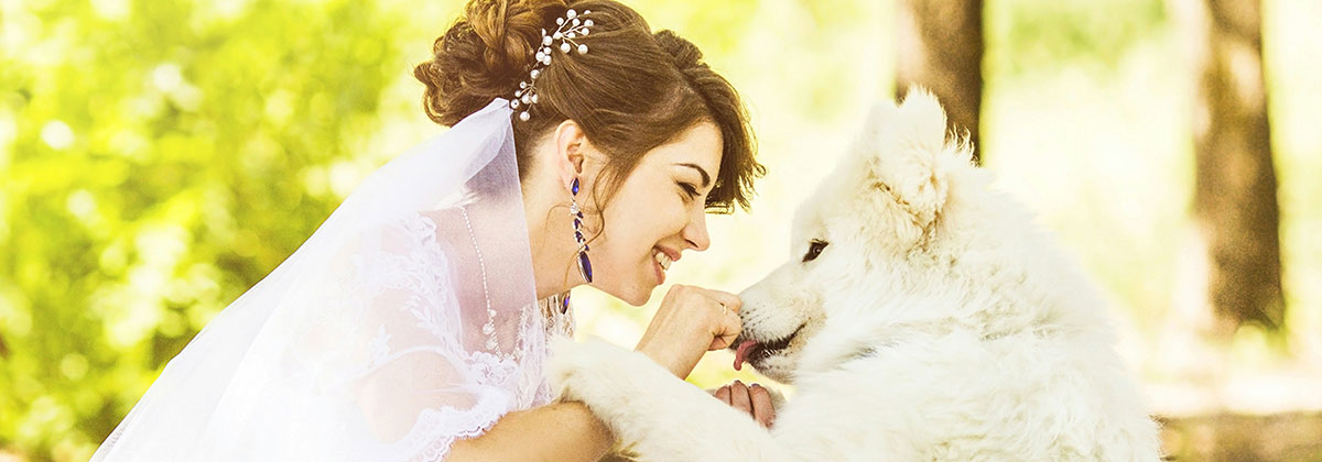 Image for Wedding Day Dogs – How To Include Your Dog Safely