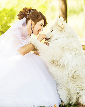 Image for Wedding Day Dogs – How To Include Your Dog Safely